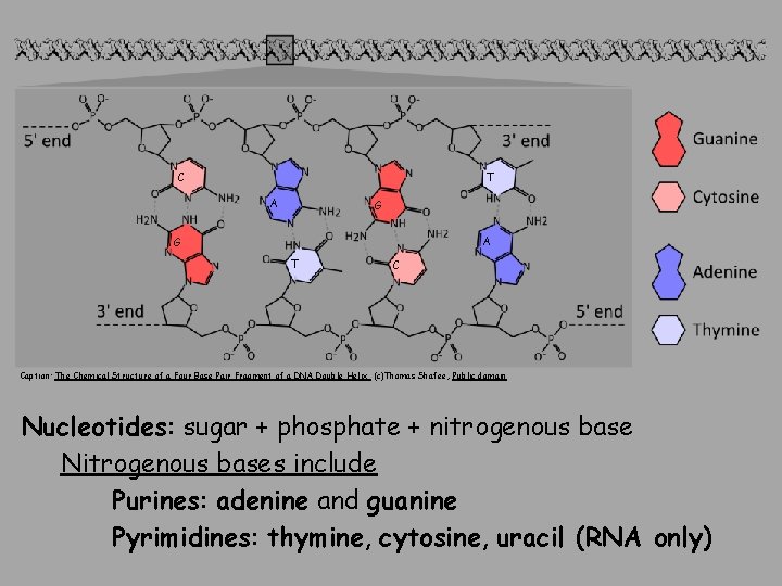 C T A G T C Caption: The Chemical Structure of a Four Base