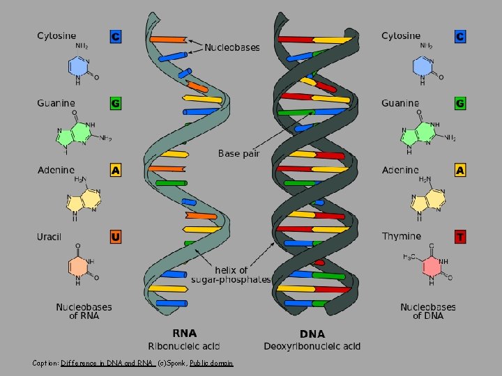 Caption: Difference in DNA and RNA (c)Sponk, Public domain 