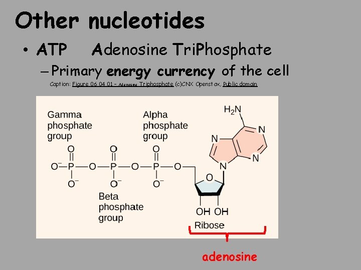 Other nucleotides • ATP Adenosine Tri. Phosphate – Primary energy currency of the cell