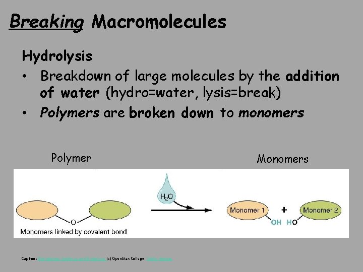 Breaking Macromolecules Hydrolysis • Breakdown of large molecules by the addition of water (hydro=water,