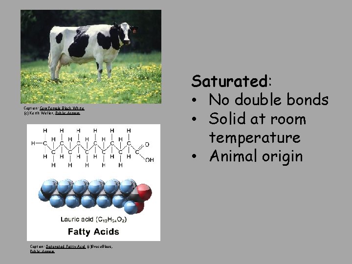 Caption: Cow Female Black White (c) Keith Weller, Public domain Caption: Saturated Fatty Acid