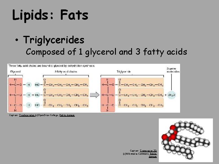 Lipids: Fats • Triglycerides Composed of 1 glycerol and 3 fatty acids Caption: Triglycerides