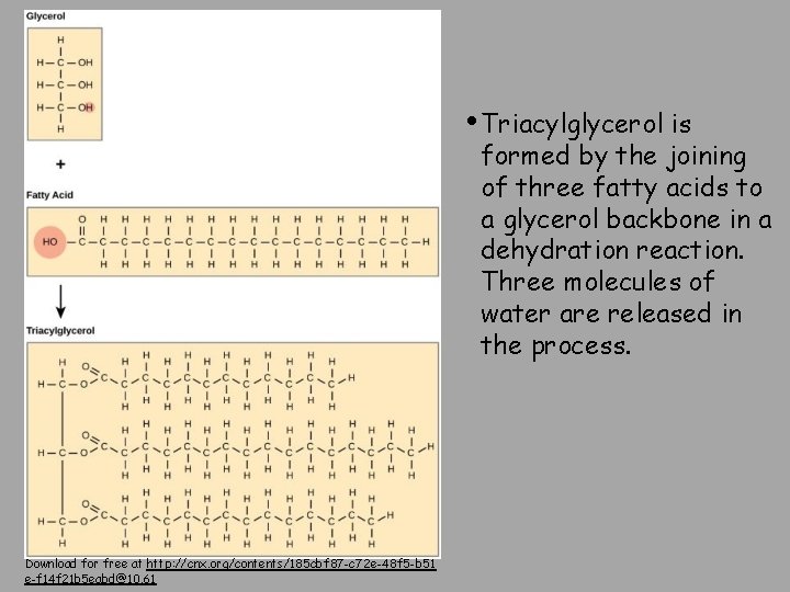  • Triacylglycerol is formed by the joining of three fatty acids to a