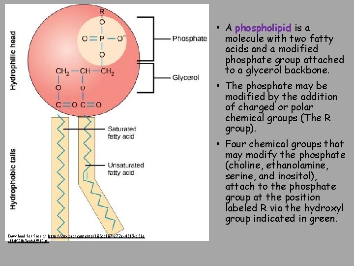  • A phospholipid is a molecule with two fatty acids and a modified