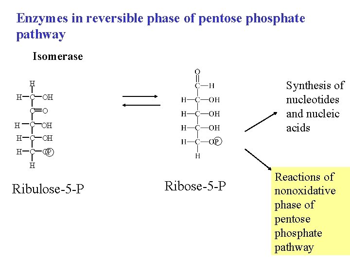 Enzymes in reversible phase of pentose phosphate pathway Isomerase Synthesis of nucleotides and nucleic