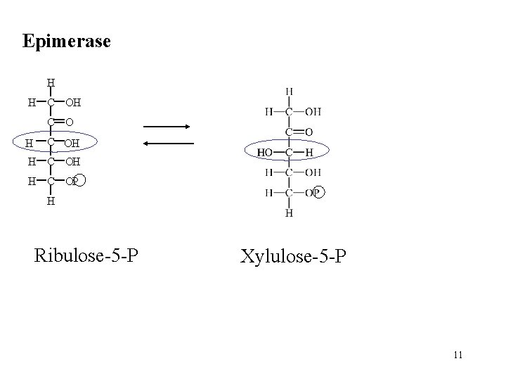 Epimerase H H C OH H C OP H Ribulose-5 -P Xylulose-5 -P 11