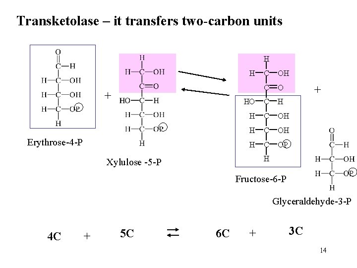 Transketolase – it transfers two-carbon units H H + Erythrose-4 -P C OH C
