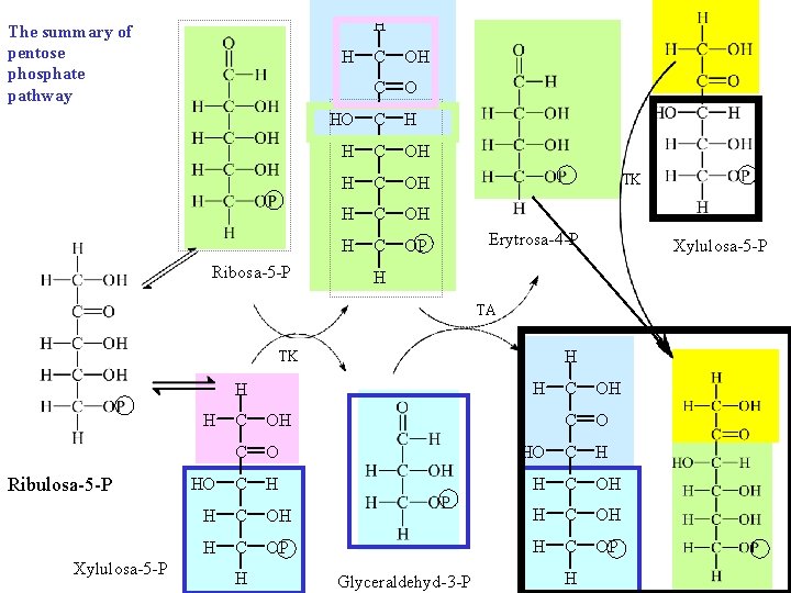 H The summary of pentose phosphate pathway H Ribosa-5 -P C OH C O