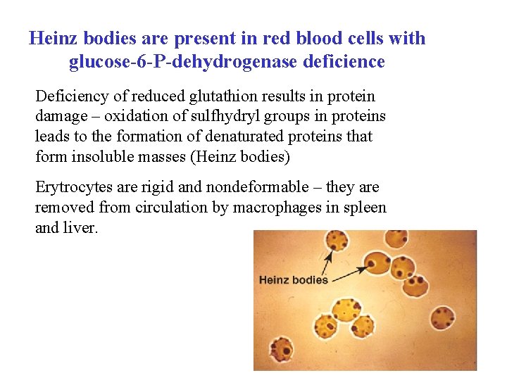 Heinz bodies are present in red blood cells with glucose-6 -P-dehydrogenase deficience Deficiency of
