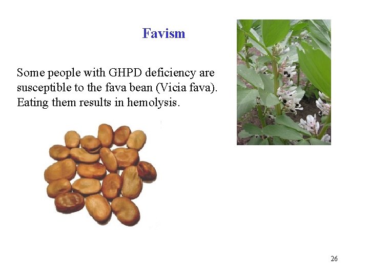 Favism Some people with GHPD deficiency are susceptible to the fava bean (Vicia fava).