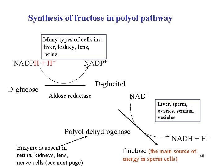 Synthesis of fructose in polyol pathway Many types of cells inc. liver, kidney, lens,