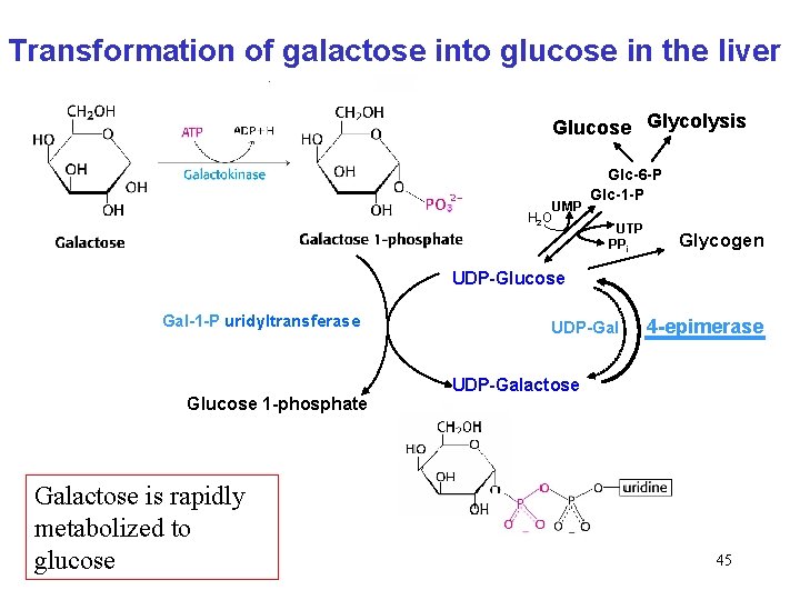 Transformation of galactose into glucose in the liver Glucose Glycolysis H 2 O UMP