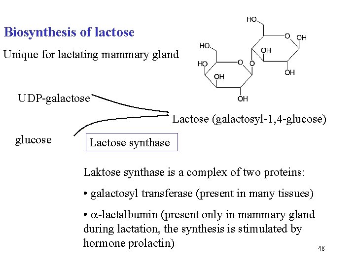 Biosynthesis of lactose Unique for lactating mammary gland UDP-galactose Lactose (galactosyl-1, 4 -glucose) glucose
