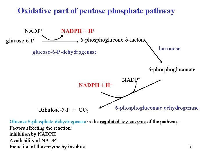 Oxidative part of pentose phosphate pathway NADP+ glucose-6 -P NADPH + H+ 6 -phosphoglucono