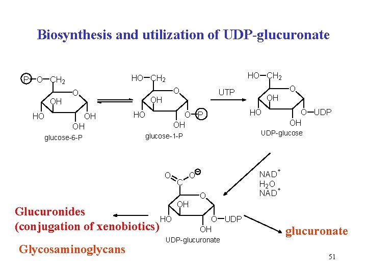 Biosynthesis and utilization of UDP-glucuronate OH HO HO CH 2 P O CH 2