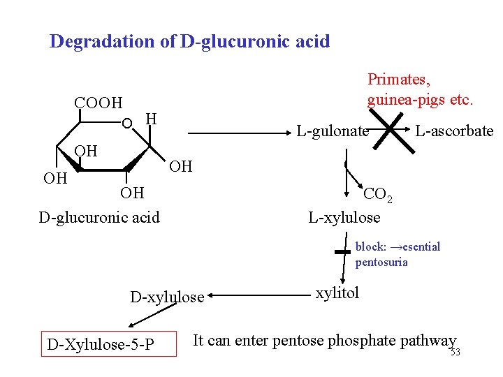 Degradation of D-glucuronic acid Primates, guinea-pigs etc. COOH O H OH L-gulonate L-ascorbate OH