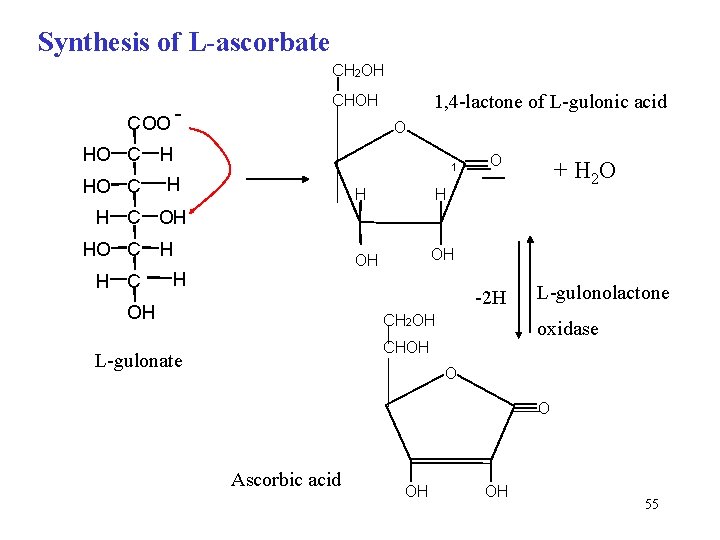 Synthesis of L-ascorbate CH 2 OH COO - 1, 4 -lactone of L-gulonic acid