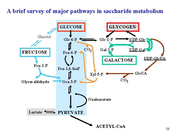A brief survey of major pathways in saccharide metabolism GLUCOSE Glucitol FRUCTOSE GLYCOGEN Glc-6