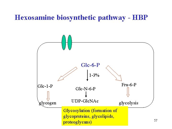 Hexosamine biosynthetic pathway - HBP Glc-6 -P 1 -3% Glc-1 -P glycogen Glc-N-6 -P