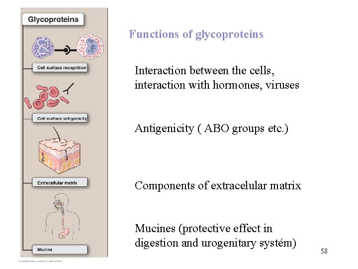 Functions of glycoproteins Interaction between the cells, interaction with hormones, viruses Antigenicity ( ABO