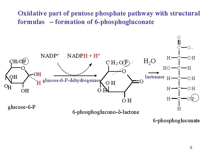 Oxidative part of pentose phosphate pathway with structural formulas – formation of 6 -phosphogluconate