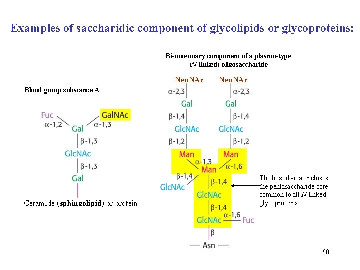 Examples of saccharidic component of glycolipids or glycoproteins: Bi-antennary component of a plasma-type (N-linked)
