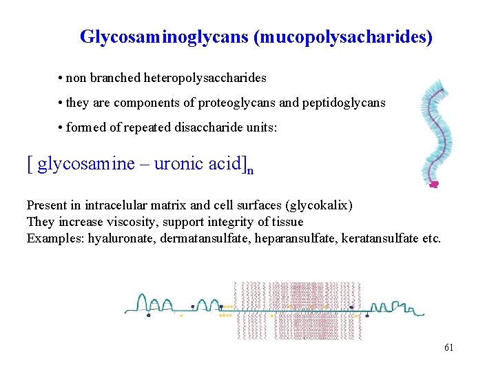 Glycosaminoglycans (mucopolysacharides) • non branched heteropolysaccharides • they are components of proteoglycans and peptidoglycans
