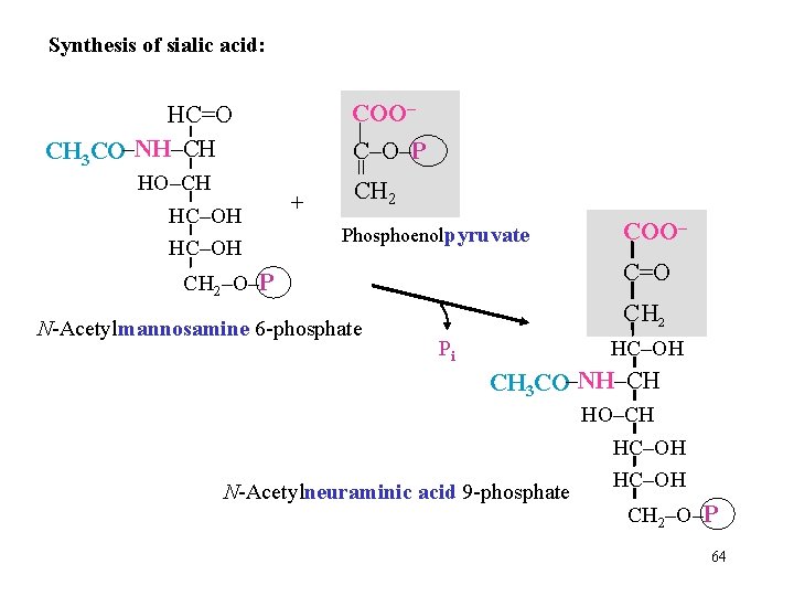 Synthesis of sialic acid: COO– HC=O CH 3 CO–NH–CH = HO–CH HC–OH C–O–P +