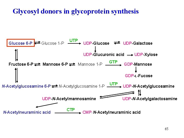 Glycosyl donors in glycoprotein synthesis Glucose 6 -P UTP Glucose 1 -P UDP-Glucose UDP-Galactose