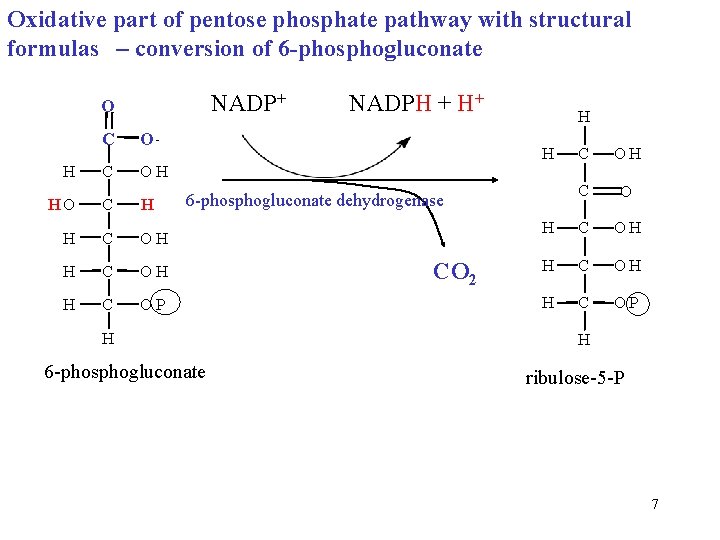 Oxidative part of pentose phosphate pathway with structural formulas – conversion of 6 -phosphogluconate