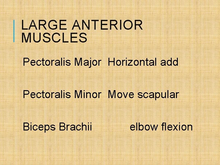 LARGE ANTERIOR MUSCLES Pectoralis Major Horizontal add Pectoralis Minor Move scapular Biceps Brachii elbow