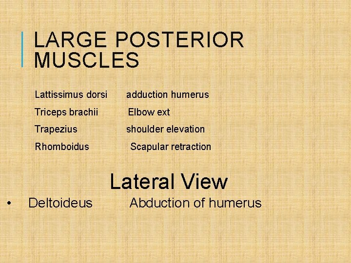 LARGE POSTERIOR MUSCLES Lattissimus dorsi adduction humerus Triceps brachii Elbow ext Trapezius shoulder elevation