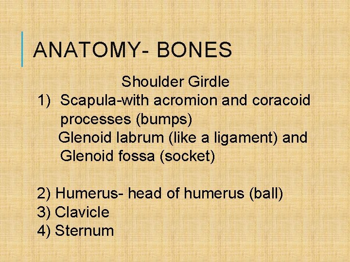 ANATOMY- BONES Shoulder Girdle 1) Scapula-with acromion and coracoid processes (bumps) Glenoid labrum (like