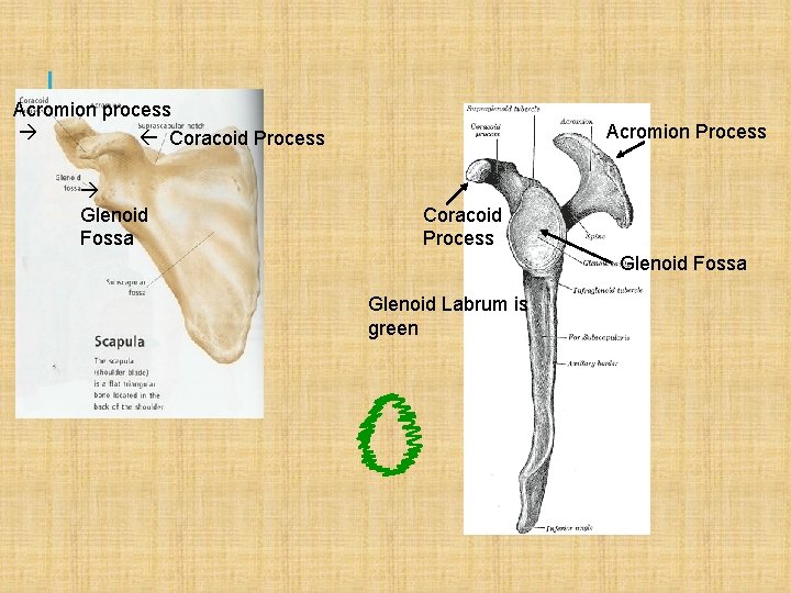 Acromion process Coracoid Process Glenoid Fossa Acromion Process Coracoid Process Glenoid Fossa Glenoid Labrum
