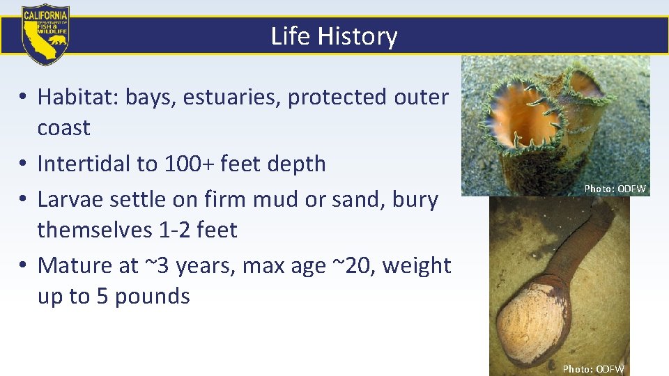 Life History • Habitat: bays, estuaries, protected outer coast • Intertidal to 100+ feet