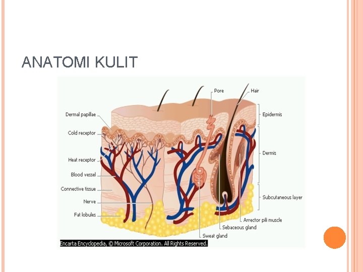 ANATOMI KULIT 