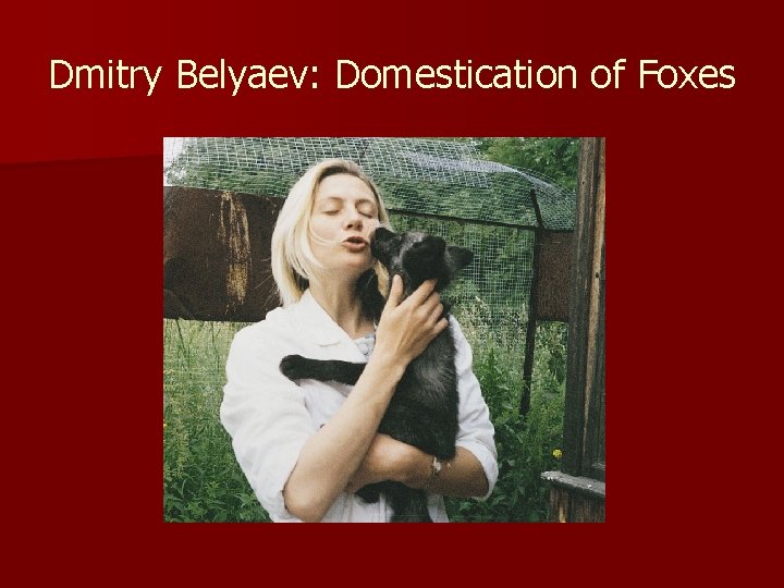 Dmitry Belyaev: Domestication of Foxes 