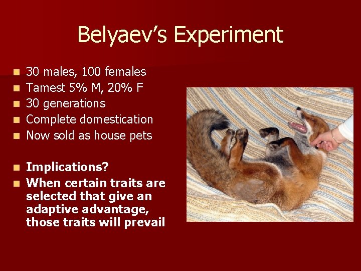 Belyaev’s Experiment n n n 30 males, 100 females Tamest 5% M, 20% F