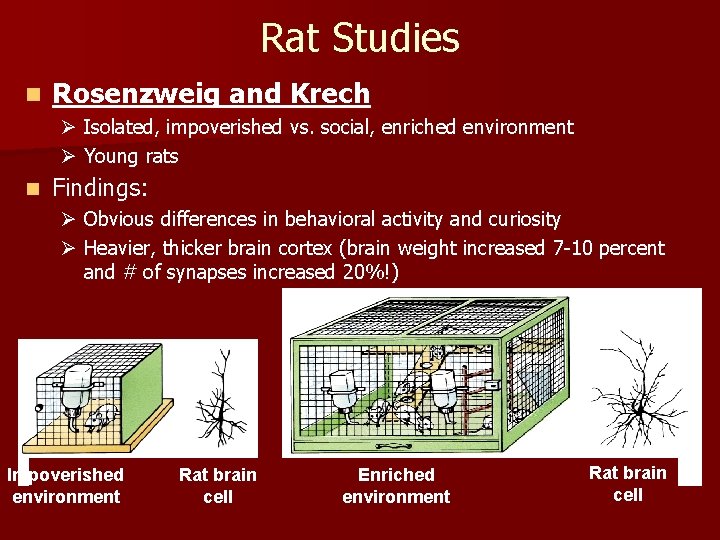 Rat Studies n Rosenzweig and Krech Ø Isolated, impoverished vs. social, enriched environment Ø