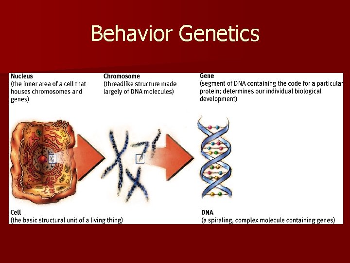 Behavior Genetics 
