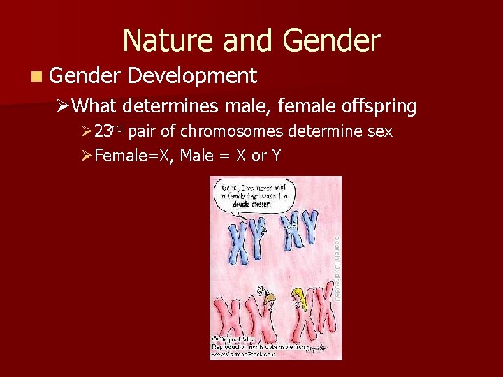 Nature and Gender n Gender Development ØWhat determines male, female offspring Ø 23 rd