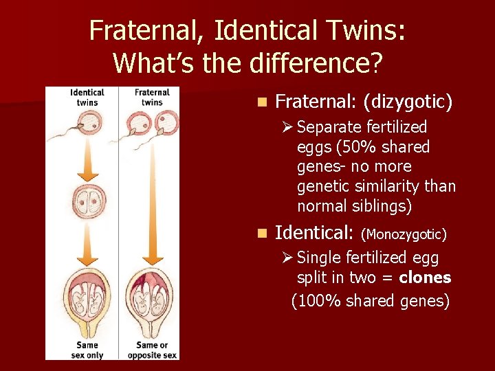 Fraternal, Identical Twins: What’s the difference? n Fraternal: (dizygotic) Ø Separate fertilized eggs (50%