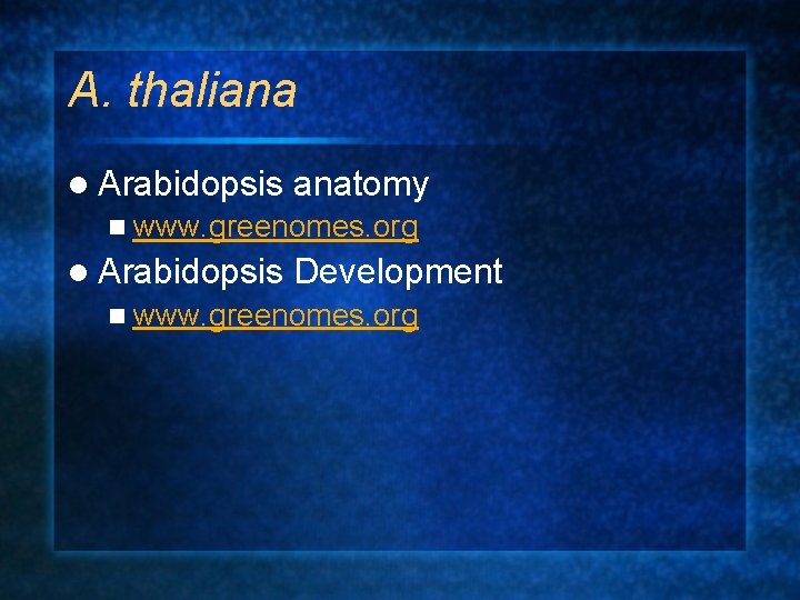 A. thaliana l Arabidopsis anatomy n www. greenomes. org l Arabidopsis Development n www.