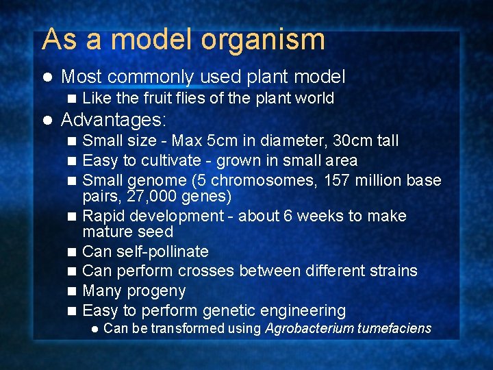 As a model organism l Most commonly used plant model n l Like the