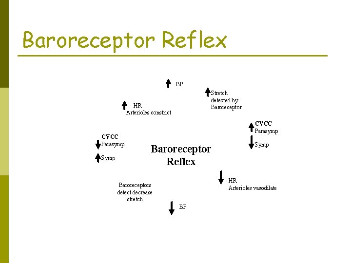 Baroreceptor Reflex BP Stretch detected by Baroreceptor HR Arterioles constrict CVCC Parasymp Symp CVCC Baroreceptor Reflex BP Stretch detected by Baroreceptor HR Arterioles constrict CVCC Parasymp Symp CVCC