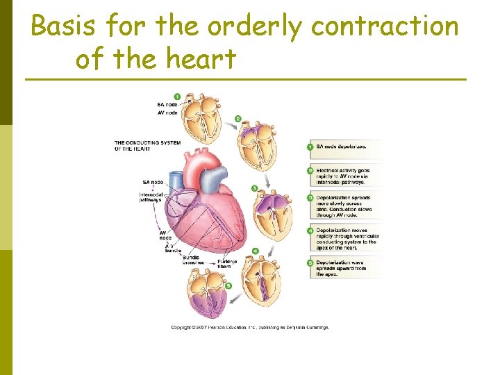 Basis for the orderly contraction of the heart  Basis for the orderly contraction of the heart