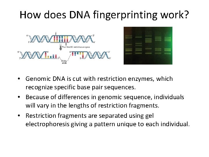 How does DNA fingerprinting work? • Genomic DNA is cut with restriction enzymes, which