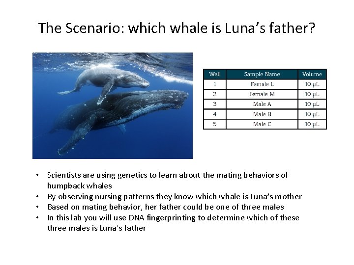 The Scenario: which whale is Luna’s father? • Scientists are using genetics to learn