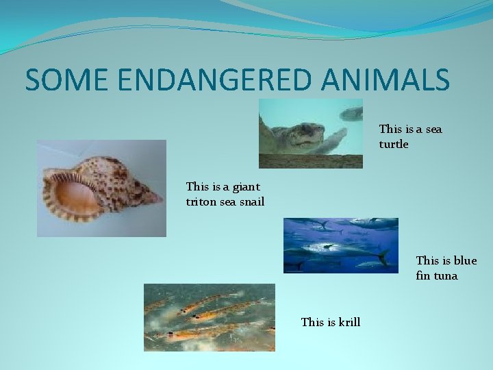 SOME ENDANGERED ANIMALS This is a sea turtle This is a giant triton sea