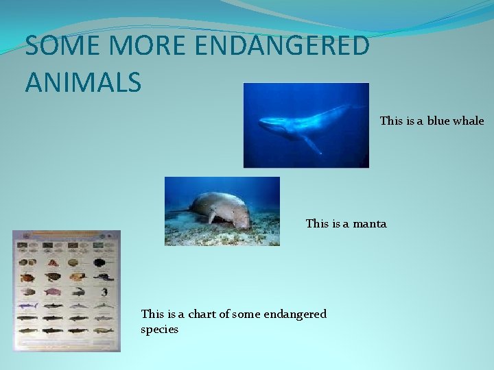 SOME MORE ENDANGERED ANIMALS This is a blue whale This is a manta This